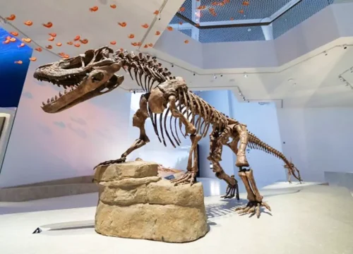 Natural History Museum Abu Dhabi