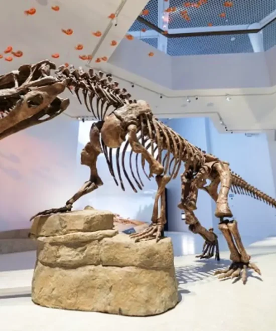 Natural History Museum Abu Dhabi