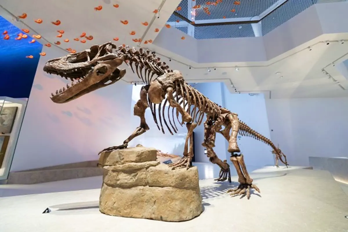 Natural History Museum Abu Dhabi